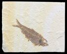 Bargain Knightia Fossil Fish - Wyoming #39672-1